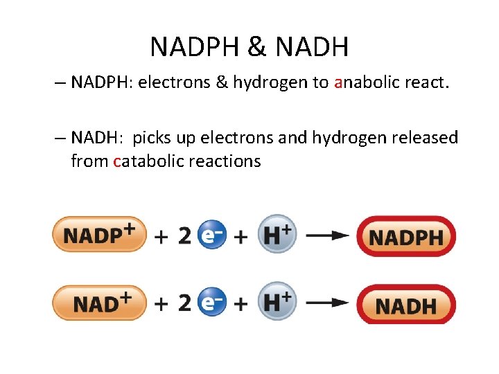 NADPH & NADH – NADPH: electrons & hydrogen to anabolic react. – NADH: picks NADPH & NADH – NADPH: electrons & hydrogen to anabolic react. – NADH: picks