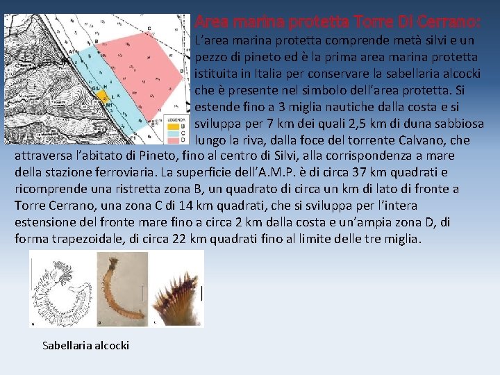 Area marina protetta Torre Di Cerrano: L’area marina protetta comprende metà silvi e un