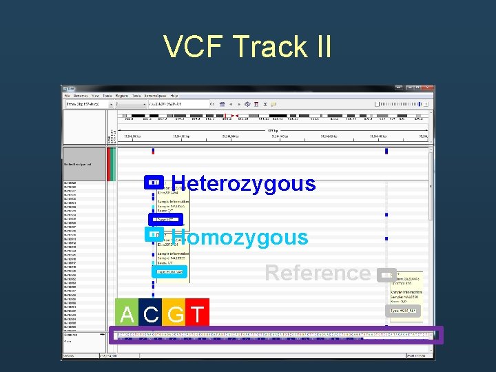 VCF Track II Heterozygous Homozygous Reference A CGT VCF Track II Heterozygous Homozygous Reference A CGT