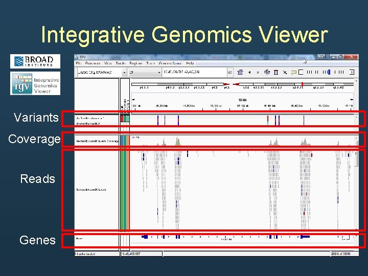 Integrative Genomics Viewer Variants Coverage Reads Genes Integrative Genomics Viewer Variants Coverage Reads Genes