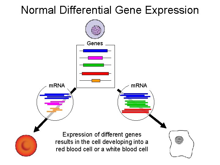 Normal Differential Gene Expression Genes m. RNA Expression of different genes results in the