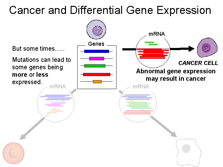 Cancer and Differential Gene Expression m. RNA But some times…. . Mutations can lead