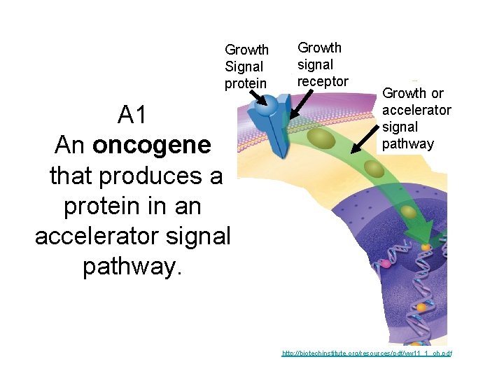 Growth Signal protein A 1 An oncogene that produces a protein in an accelerator