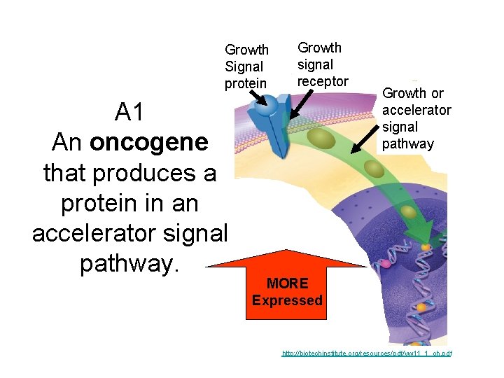 Growth Signal protein A 1 An oncogene that produces a protein in an accelerator