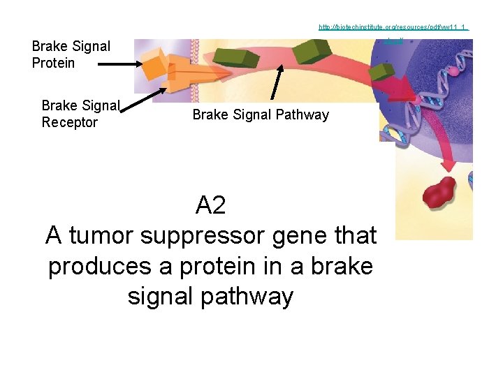 http: //biotechinstitute. org/resources/pdf/yw 11_1_ oh. pdf Brake Signal Protein Brake Signal Receptor Brake Signal