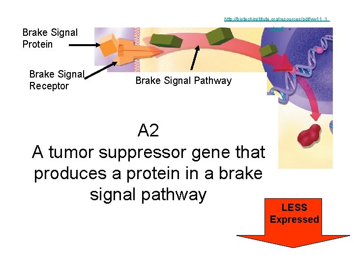 http: //biotechinstitute. org/resources/pdf/yw 11_1_ oh. pdf Brake Signal Protein Brake Signal Receptor Brake Signal