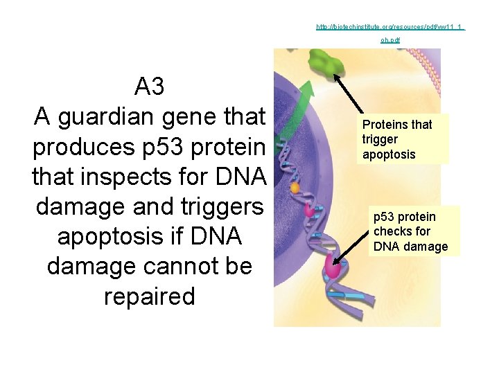 http: //biotechinstitute. org/resources/pdf/yw 11_1_ oh. pdf A 3 A guardian gene that produces p