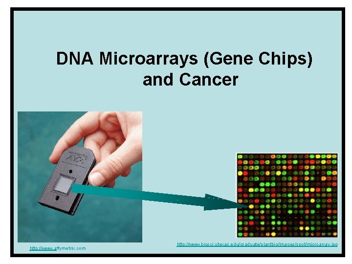 DNA Microarrays (Gene Chips) and Cancer http: //www. affymetrix. com http: //www. biosci. utexas.