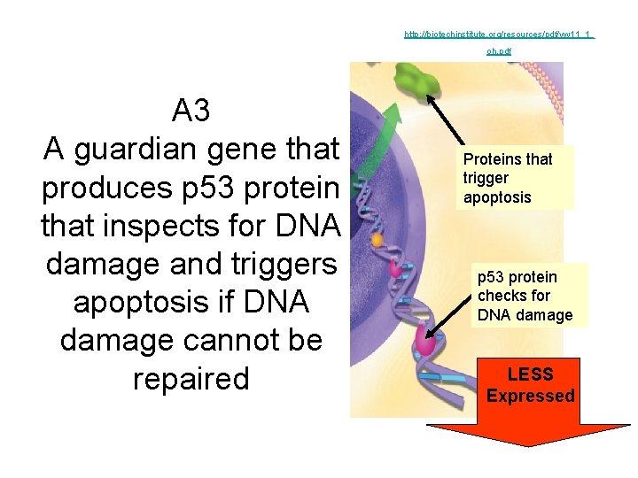 http: //biotechinstitute. org/resources/pdf/yw 11_1_ oh. pdf A 3 A guardian gene that produces p