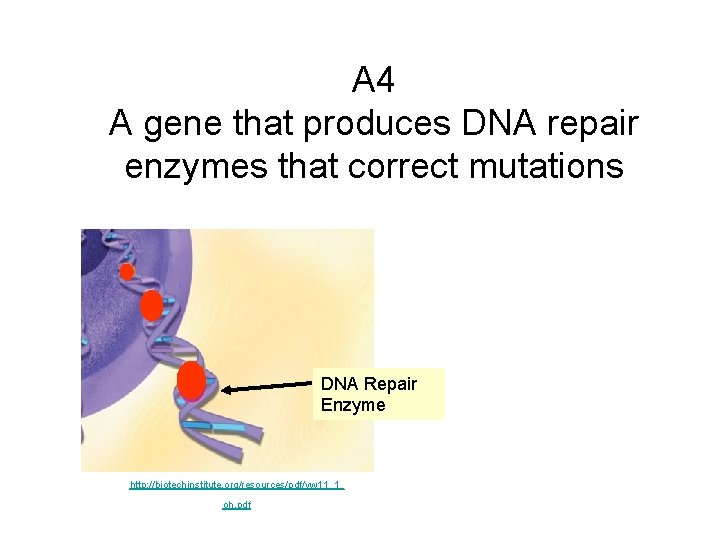 A 4 A gene that produces DNA repair enzymes that correct mutations DNA Repair