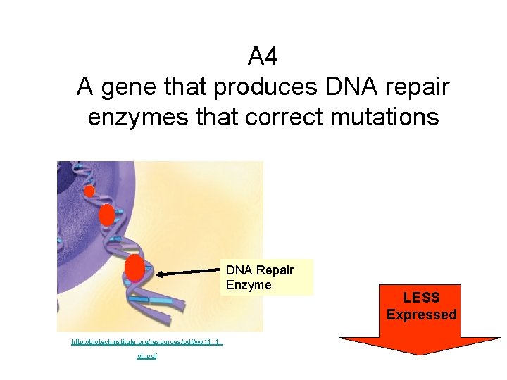 A 4 A gene that produces DNA repair enzymes that correct mutations DNA Repair