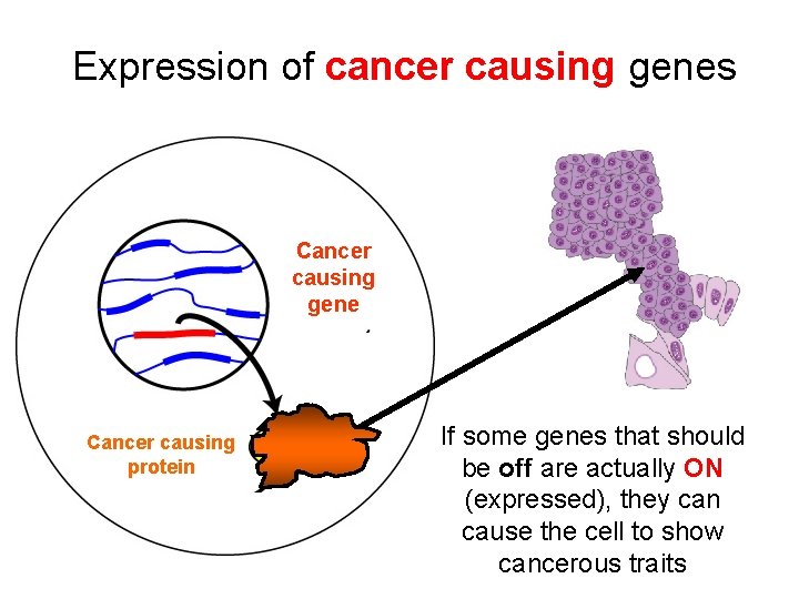 Expression of cancer causing genes Cancer causing gene Cancer causing protein If some genes