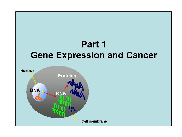 Part 1 Gene Expression and Cancer Nucleus Proteins DNA RNA Cell membrane 