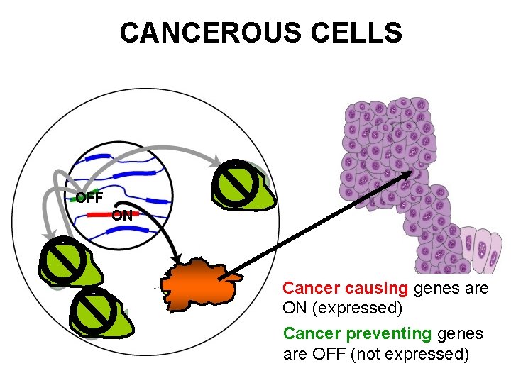 CANCEROUS CELLS OFF ON Cancer causing genes are ON (expressed) Cancer preventing genes are