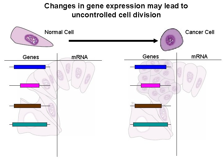 Changes in gene expression may lead to uncontrolled cell division Normal Cell Genes m.