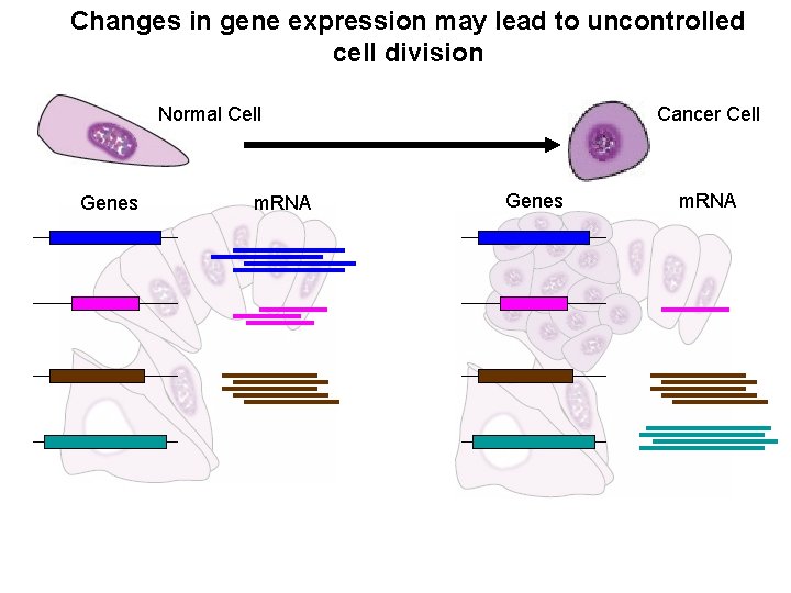 Changes in gene expression may lead to uncontrolled cell division Normal Cell Genes m.