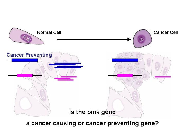 Normal Cell Cancer Preventing Is the pink gene a cancer causing or cancer preventing