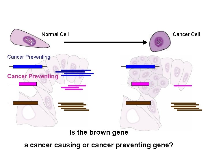 Normal Cell Cancer Preventing Is the brown gene a cancer causing or cancer preventing