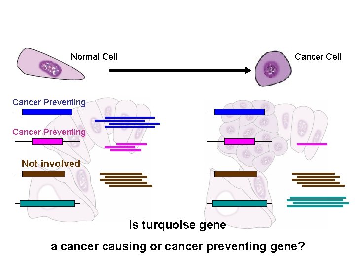 Normal Cell Cancer Preventing Not involved Is turquoise gene a cancer causing or cancer