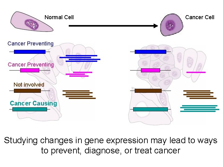 Normal Cell Cancer Preventing Not involved Cancer Causing Studying changes in gene expression may