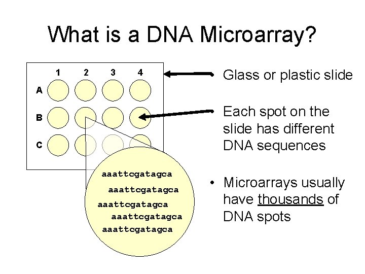 What is a DNA Microarray? 1 2 3 4 • Glass or plastic slide