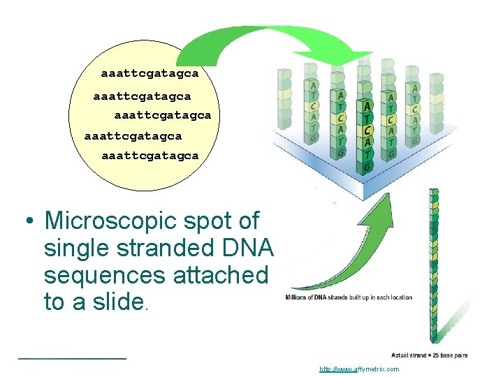 aaattcgatagca aaattcgatagca • Microscopic spot of single stranded DNA sequences attached to a slide.