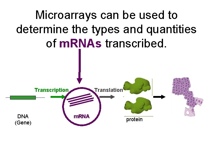 Microarrays can be used to determine the types and quantities of m. RNAs transcribed.