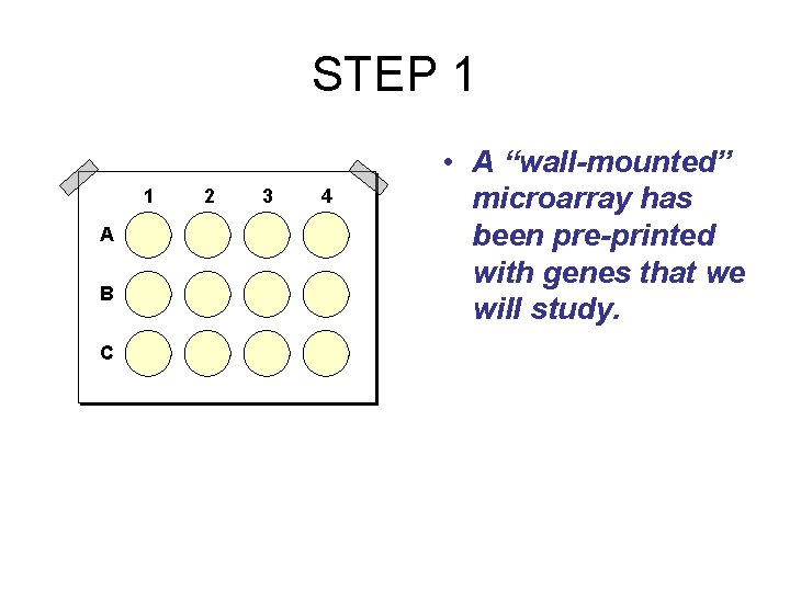 STEP 1 1 A B C 2 3 4 • A “wall-mounted” microarray has