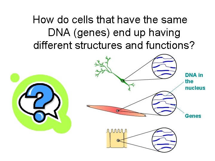 How do cells that have the same DNA (genes) end up having different structures