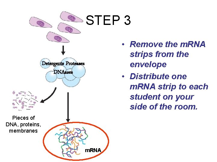 STEP 3 • Remove the m. RNA strips from the envelope • Distribute one