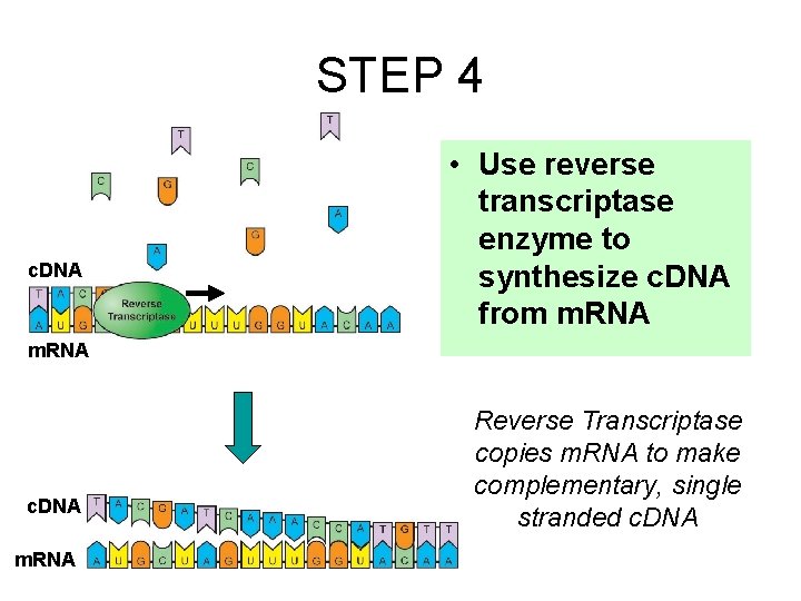 STEP 4 c. DNA • Use reverse transcriptase enzyme to synthesize c. DNA from