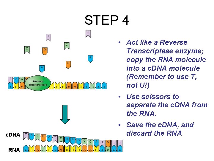 STEP 4 • Act like a Reverse Transcriptase enzyme; copy the RNA molecule into