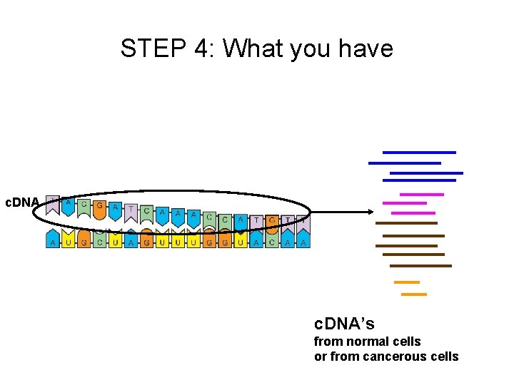 STEP 4: What you have c. DNA’s from normal cells or from cancerous cells