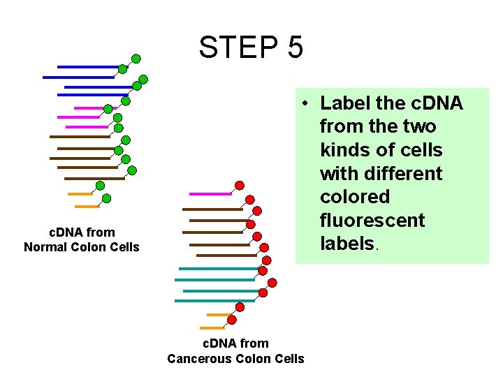 STEP 5 c. DNA from Normal Colon Cells • Label the c. DNA from