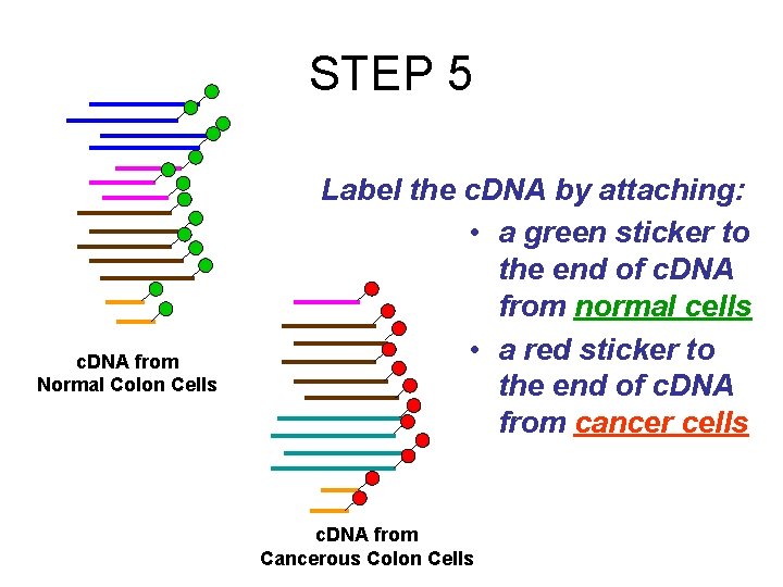 STEP 5 c. DNA from Normal Colon Cells Label the c. DNA by attaching: