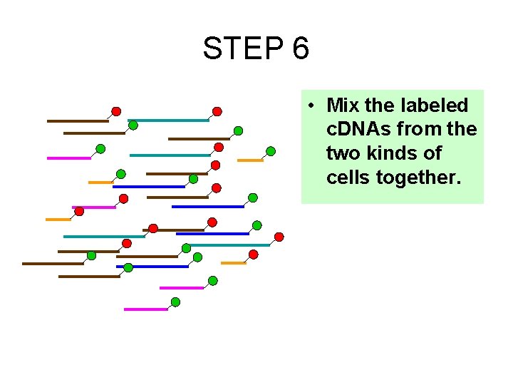 STEP 6 • Mix the labeled c. DNAs from the two kinds of cells