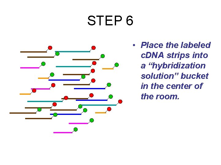 STEP 6 • Place the labeled c. DNA strips into a “hybridization solution” bucket