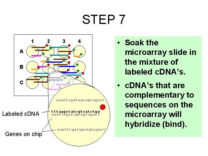 STEP 7 1 2 3 4 A B C aaattcgatagcagtagact Labeled c. DNA Genes