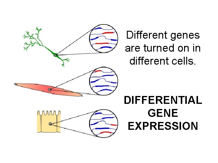 Different genes are turned on in different cells. DIFFERENTIAL GENE EXPRESSION 