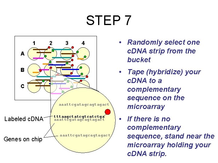 STEP 7 1 2 3 4 A B C aaattcgatagcagtagact Labeled c. DNA Genes