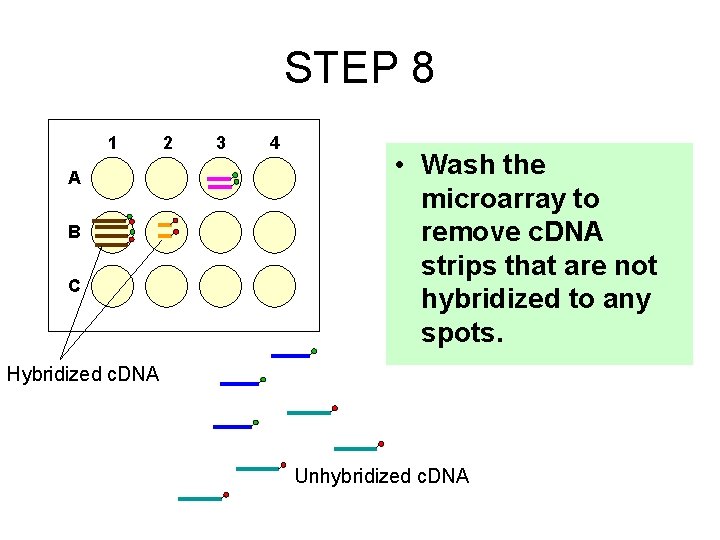 STEP 8 1 A B C 2 3 4 • Wash the microarray to