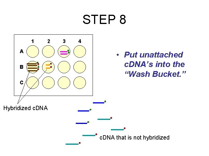 STEP 8 1 2 A B 3 4 • Put unattached c. DNA’s into