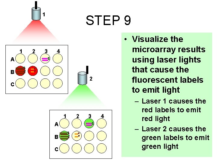 1 1 2 3 STEP 9 • Visualize the microarray results using laser lights