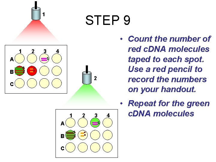 1 1 2 3 STEP 9 • Count the number of red c. DNA