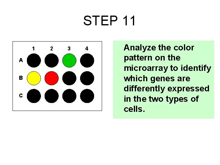 STEP 11 1 A B C 2 3 4 Analyze the color pattern on