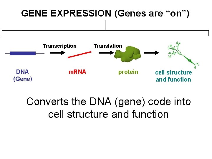 GENE EXPRESSION (Genes are “on”) Transcription DNA (Gene) m. RNA Translation protein cell structure