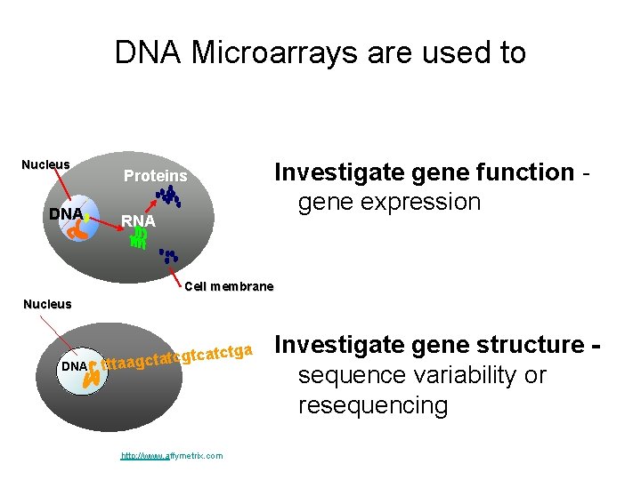 DNA Microarrays are used to Nucleus DNA Investigate gene function gene expression Proteins RNA