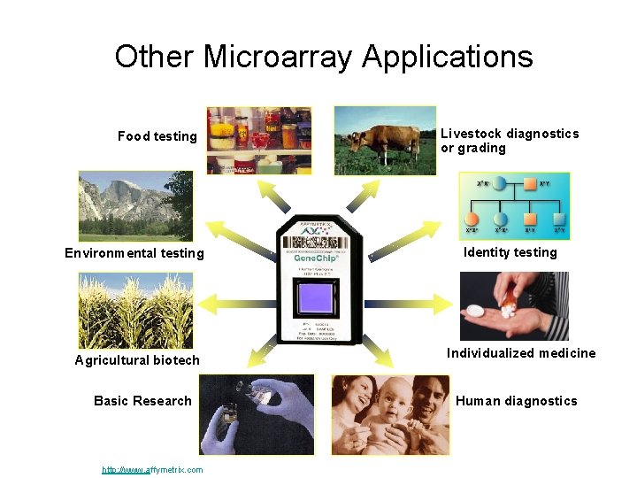 Other Microarray Applications Food testing Environmental testing Agricultural biotech Basic Research http: //www. affymetrix.