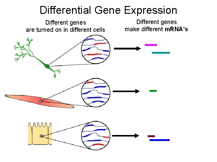 Differential Gene Expression Different genes are turned on in different cells Different genes make
