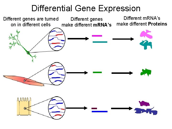 Differential Gene Expression Different genes are turned Different genes on in different cells make